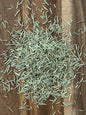 Close‑up of Maas BBQ Smoked Rosemary, a unique and high‑end culinary herb made in Alberta, Canada. This gourmet smoked rosemary is perfect for chefs and foodies to use in cooking, BBQ, marinades, and a variety of recipes, making it an excellent and unique gift for executive culinary enthusiasts. Maas BBQ Smoked Rosemary – Unique Alberta‑Made High‑End Culinary Herb for Chefs & Foodies | Gourmet Cooking, BBQ, & Executive Gifts