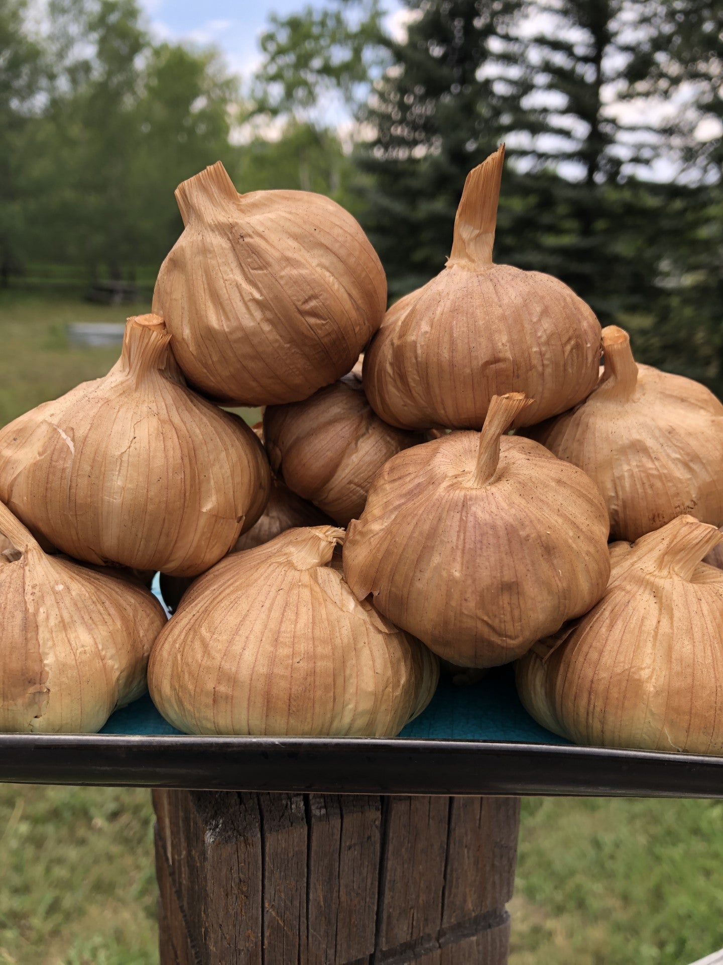Smoked Garlic Powder